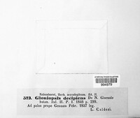 Gloniopsis praelonga image